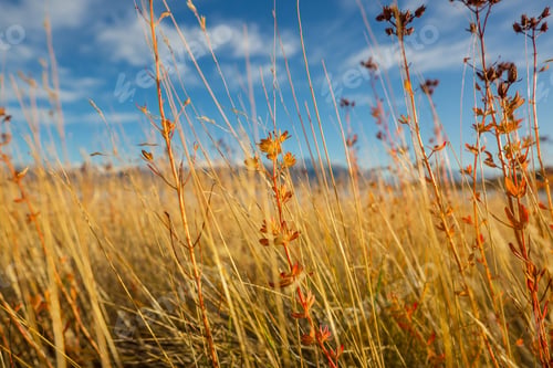 Preview: Autumn meadow