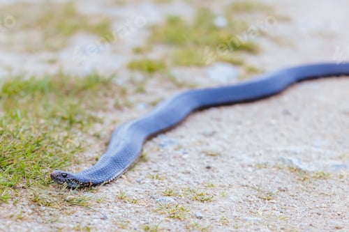 Preview: Highlands Copperhead Snake
