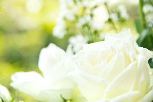 Preview: white rose background