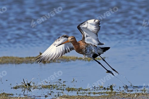 Preview: Black-tailed godwit (Limosa limosa)