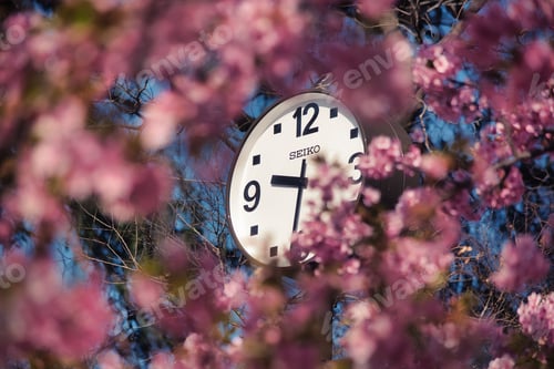 Preview: Clock seen behind blooming trees in spring in Tokyo, Japan