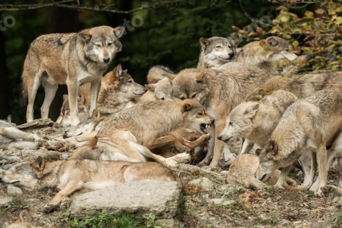 Preview: wolf, pack, togetherness, group, wilderness