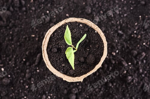 Preview: pot with a young plant against soil background, top view