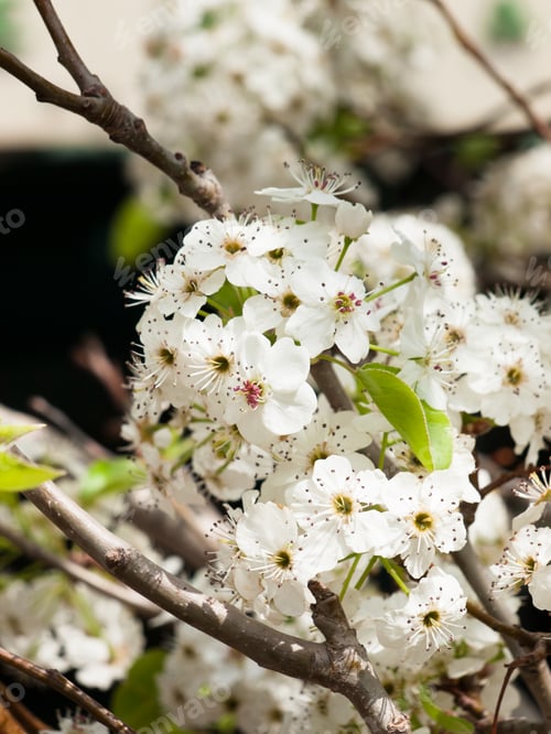 Preview: White Blossom
