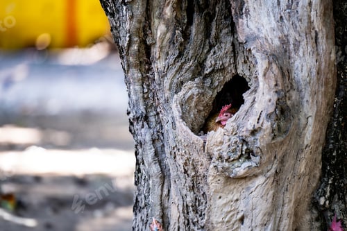 Preview: A closeup of an old tree trunk with a hen incubating eggs in a hollow.