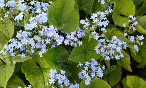Preview: Small blue flowers of Forget-me-nots in spring park
