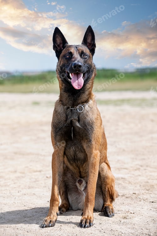 Preview: training of belgian shepherd