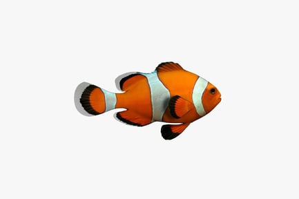 Preview: Orange fish with white stripes and black markings