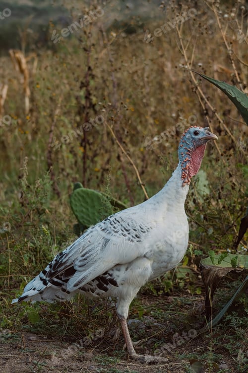 Preview: A turkey, with its beak and feathers, roams the grassy prairie among diverse plants