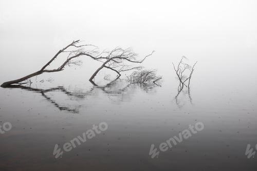 Preview: Tree branch isolated on late on cold misty day