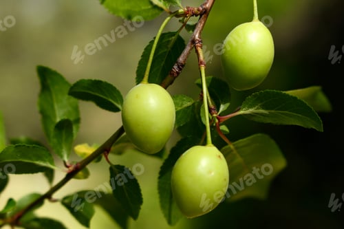 Preview: green plums on tree branch