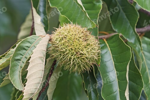 Preview: American Chestnut Fruit (Castanea Dentata)