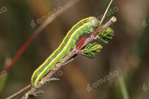 Preview: Close up of green caterpillar on tree branch