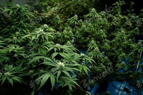 Preview: A large field of marijuana plants with green leaves and buds.