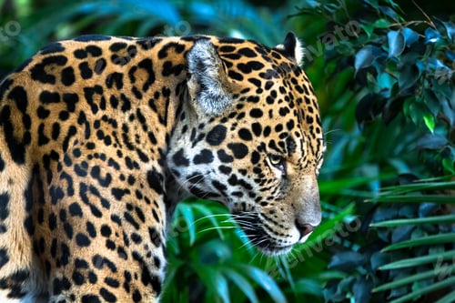 Preview: Jaguar Among Jungle Vegetation