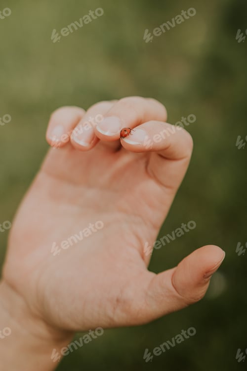 Preview: Ladybug on a hand
