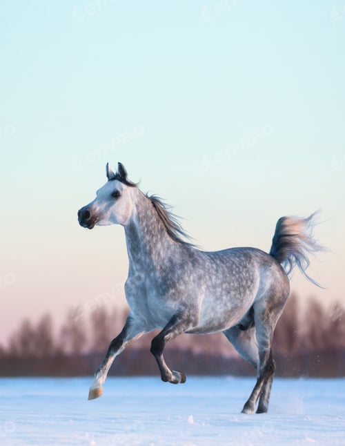 Preview: Horse gallops