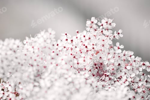 Preview: Closeup of white flowers on gray background, pink color pop, black and white