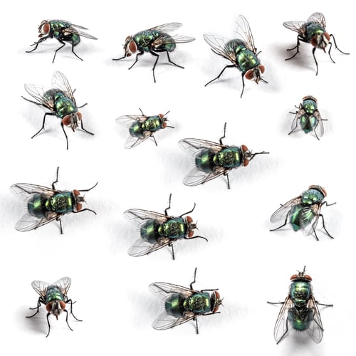 Preview: Collection of Green bottle fly, isolated