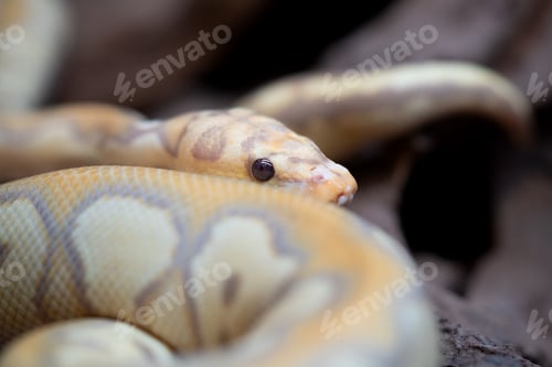 Preview: Yellow and white mixed python snake.