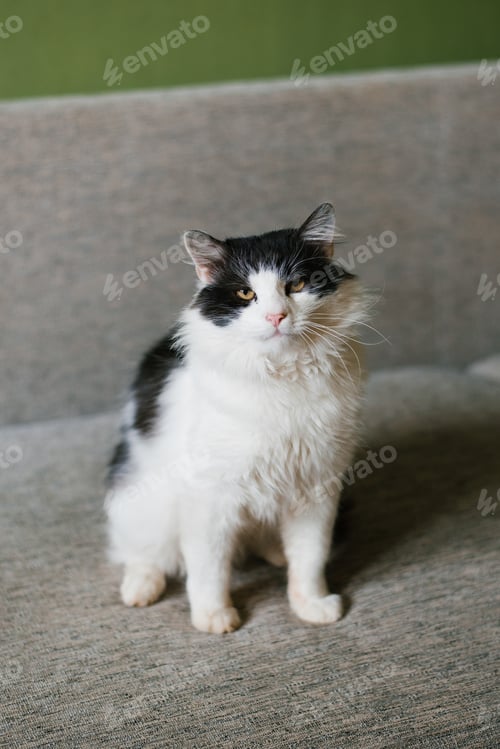 Preview: Cute fluffy white black cat sitting on the couch