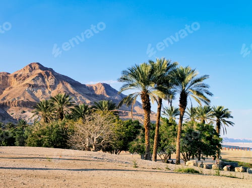 Preview: Palms in Israel