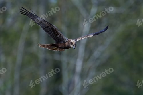 Preview: Western marsh harrier (Circus aeruginosus)