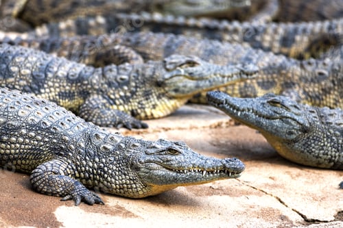 Preview: Big african alligators crocodiles crocodile farm