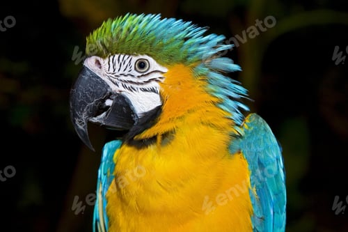 Preview: bird, parrot, Scarlet, Macaw