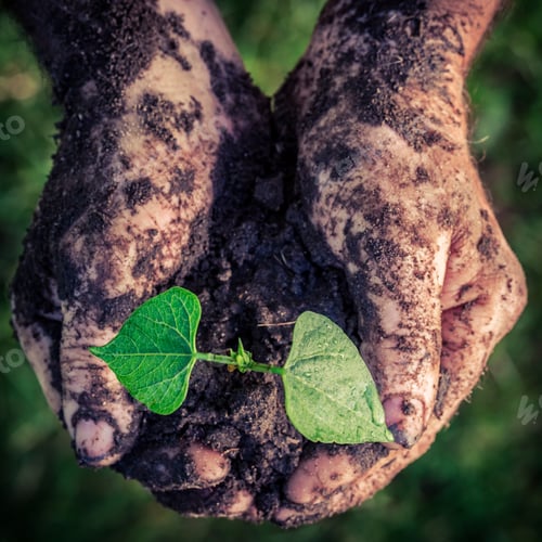 Preview: Growing plant in hands in garden in summer