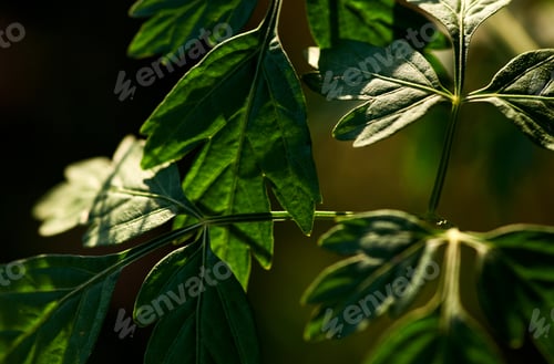 Preview: close-up green leaves with sunlight