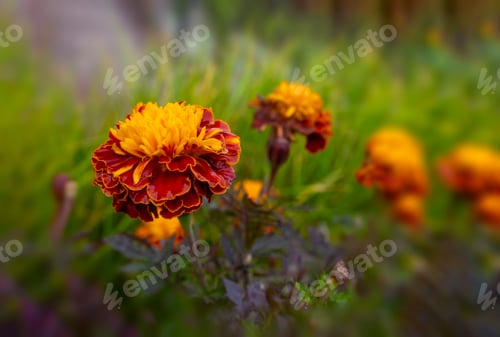 Preview: Autumn concept. Flowering of black-cut, marigolds in the autumn garden on a sunny day.