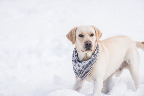 Preview: Labrador dog portrait
