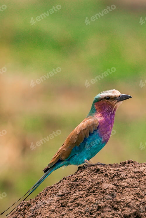 Preview: Lilac Breasted Roller Bird Maasai Mara National Game Reserve