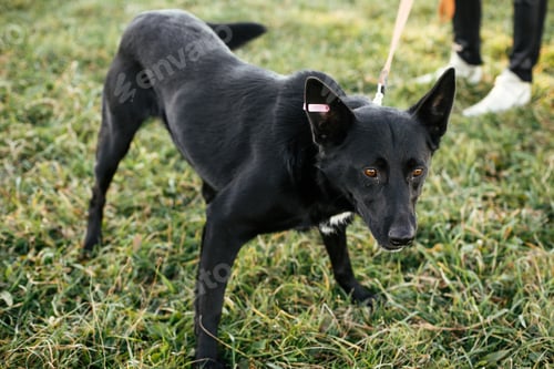 Preview: Cute dog walking with volunteer in grass in green park