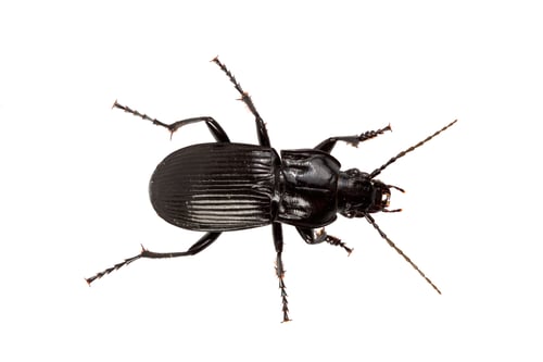 Preview: Beetle (Abax parallelus) on a white background