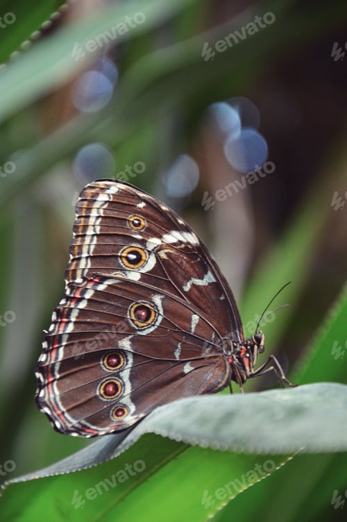 Preview: Closeup photo of a butterfly on a green leaf