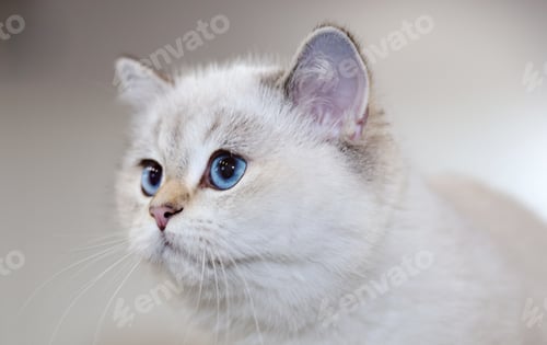 Preview: British Cat white color with blue eyes