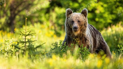 Preview: Proud brown bear standing in forest in summer nature