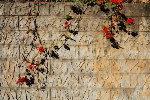 Preview: red flower. vines on textured stone wall