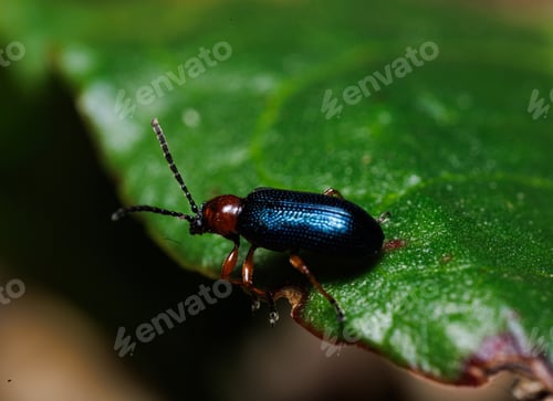 Preview: Close-up of a Black Oil Beetle in the woods during the day