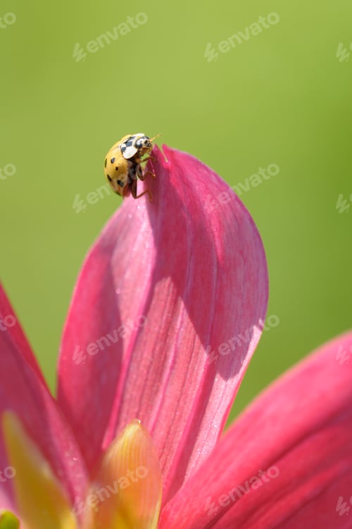Preview: Ladybird on Petal