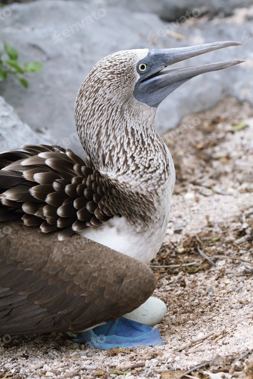 Preview: Blue-footed Booby (Sula nebouxii)