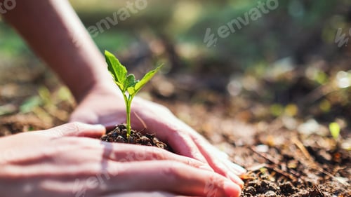 Preview: Closeup image of people preparing to grow a small tree with soil in the garden