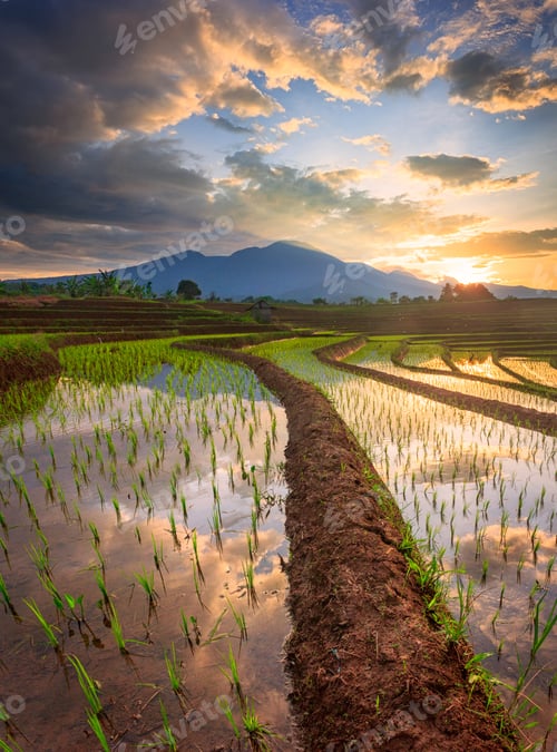 Preview: Aerial view of asia in indonesian rice fields with mountains at sunrise