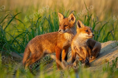 Preview: Red fox, vulpes vulpes, small young cubs near den curiously watching around