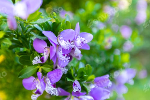 Preview: Macro image of spring lilac violet flowers, abstract soft floral background