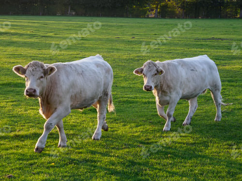 Preview: Herd of white cows grazing on the pasture in Westphalia, Germany
