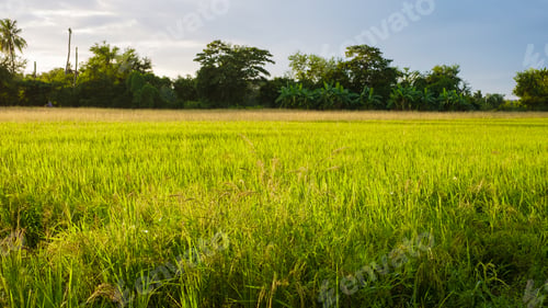 Preview: Rice field in central Thailand, paddy field of rice during rain monsoon season in Thailand