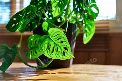 Preview: Monstera Monkey Mask, Obliqua or Adansonii in flower pot on wooden table near the window.